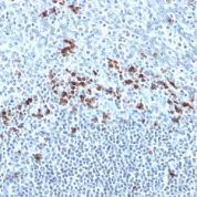 Formalin-fixed, paraffin embedded human tonsil sections stained with 100 ul anti-Kappa Light Chain (clone Kap-56) at 1:50. HIER epitope retrieval prior to staining was performed in 10mM Citrate, pH 6.0.